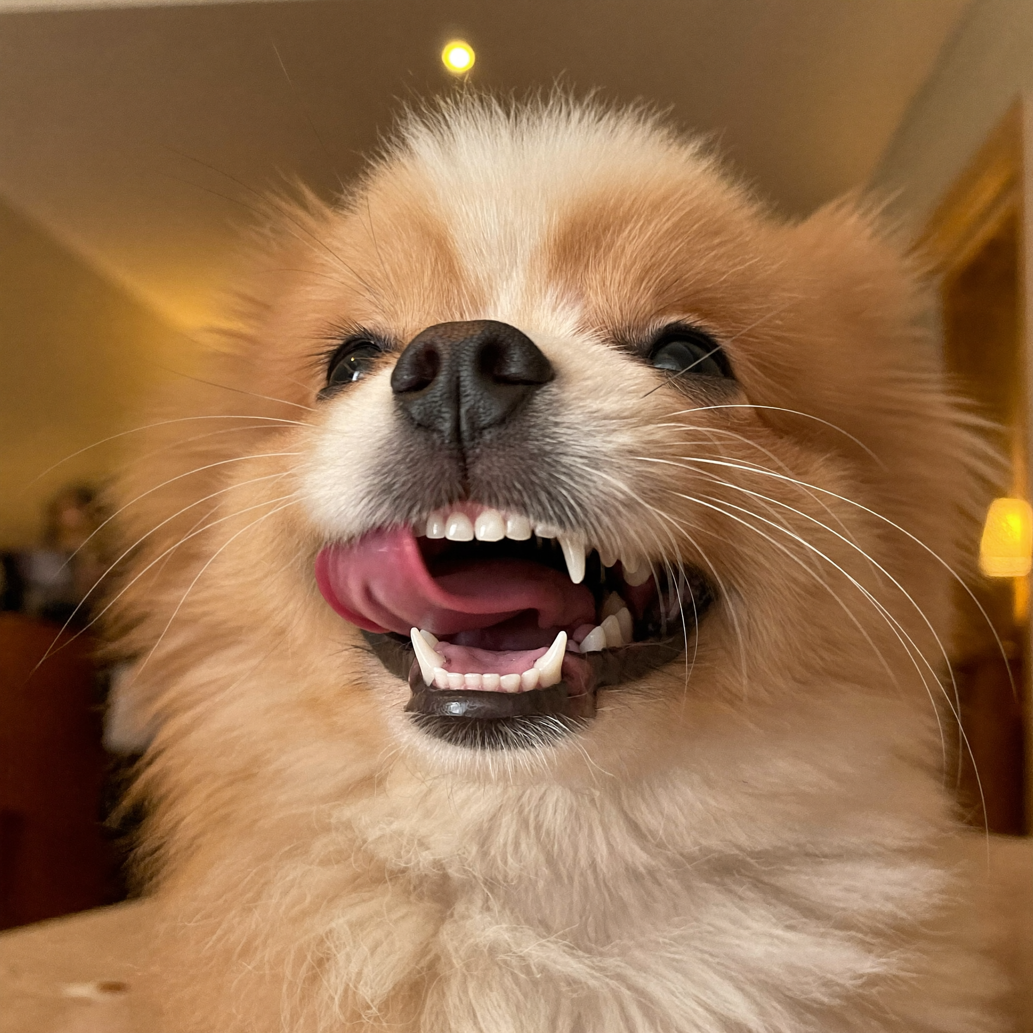 Healthy happy dog