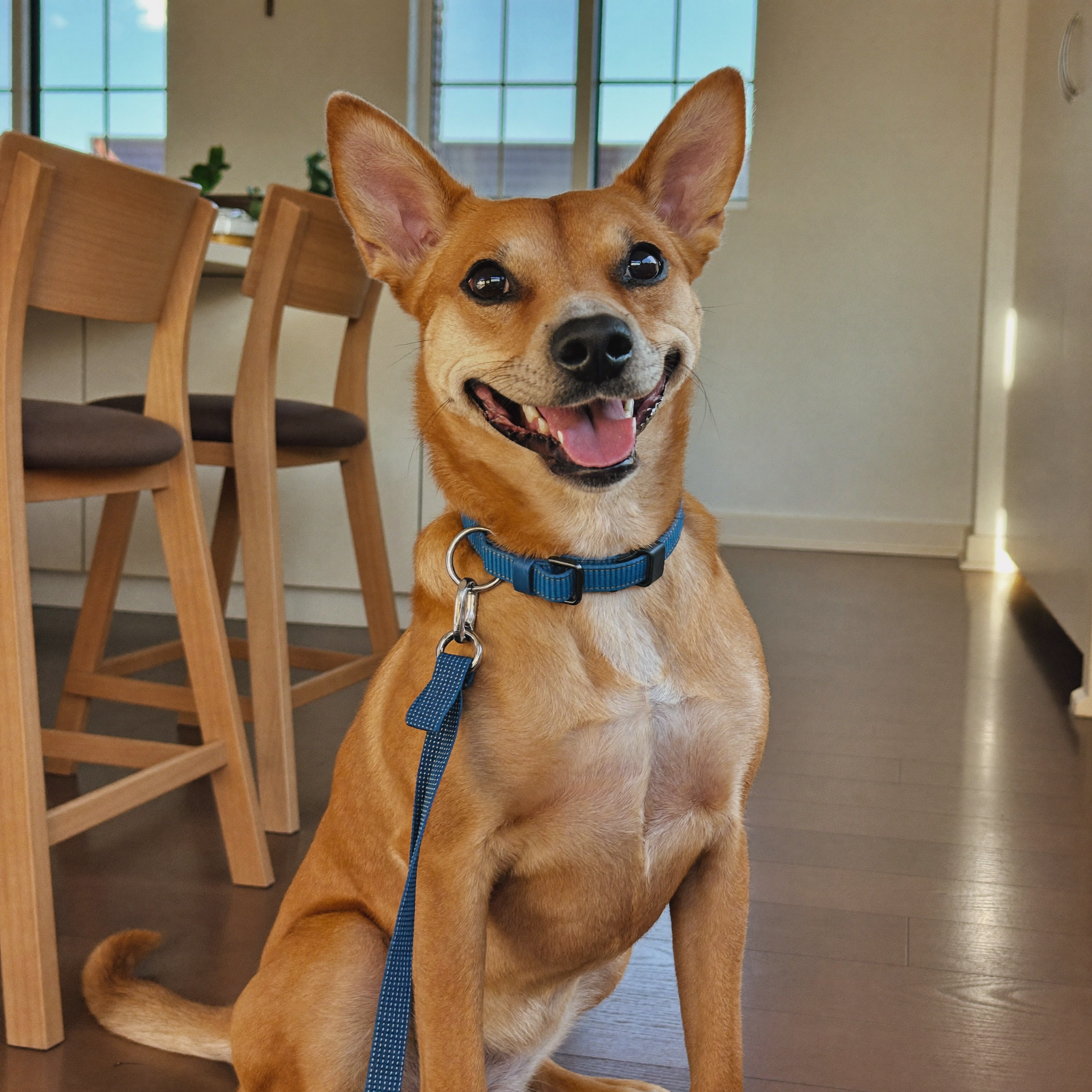 Dog with a bright healthy smile